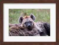 Framed Spotted Hyena wildlife, Maasai Mara, Kenya
