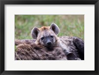Framed Spotted Hyena wildlife, Maasai Mara, Kenya