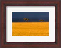 Framed Tall grass, Umbrella Thorn Acacia, Masai Mara, Kenya