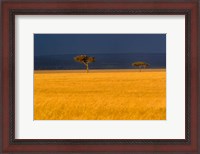 Framed Tall grass, Umbrella Thorn Acacia, Masai Mara, Kenya