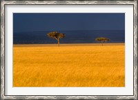 Framed Tall grass, Umbrella Thorn Acacia, Masai Mara, Kenya