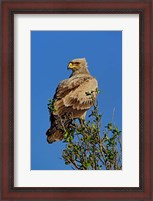 Framed Tawny Eagle, Aquila rapax, Masai Mara Game Reserve, Kenya