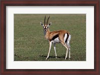Framed Thomson's Gazelle antelope, Maasai Mara, Kenya