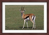 Framed Thomson's Gazelle antelope, Maasai Mara, Kenya