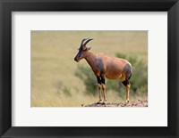 Framed Topi antelope, termite mound, Masai Mara GR, Kenya