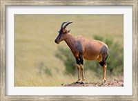 Framed Topi antelope, termite mound, Masai Mara GR, Kenya