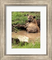 Framed Spotted Hyaena, wildlife, Hluhulwe GR, South Africa