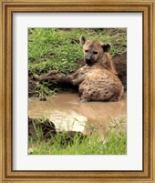 Framed Spotted Hyaena, wildlife, Hluhulwe GR, South Africa