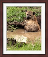 Framed Spotted Hyaena, wildlife, Hluhulwe GR, South Africa