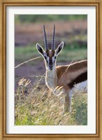Framed Thomson's Gazelle on the savannah, Maasai Mara National Reserve, Kenya