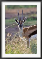 Framed Thomson's Gazelle on the savannah, Maasai Mara National Reserve, Kenya