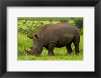 Framed Southern white rhinoceros, Kruger National Park, South Africa