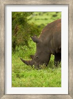Framed Southern white rhinoceros, South Africa