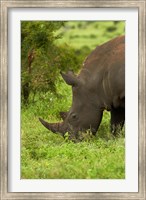 Framed Southern white rhinoceros, South Africa
