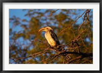 Framed Southern Yellow-billed Hornbill, Hwange NP, Zimbabwe, Africa