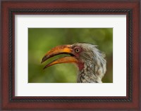 Framed Southern Yellow-billed Hornbill, Kruger National Park, South Africa