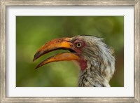 Framed Southern Yellow-billed Hornbill, Kruger National Park, South Africa