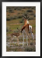 Framed Springbok fawn and mother, Etosha NP, Namibia, Africa.