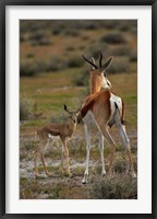 Framed Springbok fawn and mother, Etosha NP, Namibia, Africa.