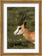 Framed Springbok, Antidorcas marsupialis, Etosha NP, Namibia, Africa.
