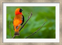 Framed Southern red bishop, Serengeti National Park, Tanzania