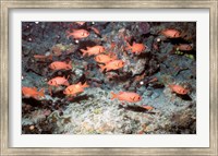 Framed Squirrel Fish, Astove Island, Seychelles, Africa