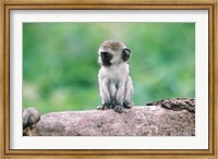 Framed Tanzania, Ngorogoro Crate, Wild vervet monkey baby