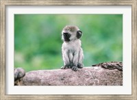 Framed Tanzania, Ngorogoro Crate, Wild vervet monkey baby