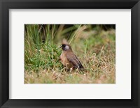 Framed Speckled Mousebird, Aberdare Country Club, Nyeri, Kenya