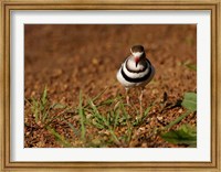 Framed Threebanded Plover, Mkuze Game Reserve, South Africa