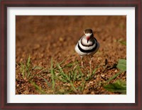 Framed Threebanded Plover, Mkuze Game Reserve, South Africa