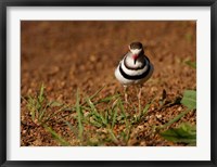 Framed Threebanded Plover, Mkuze Game Reserve, South Africa