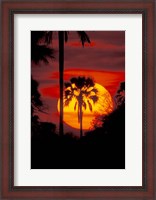 Framed Sunset and Palm, Ngamiland, Okavango Delta, Botswana