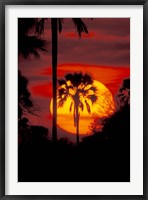 Framed Sunset and Palm, Ngamiland, Okavango Delta, Botswana