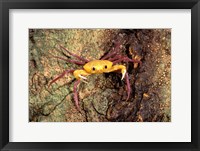 Framed Terrestrial Arboreal Crab, Ankarana Special Reserve, Madagascar