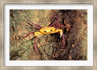 Framed Terrestrial Arboreal Crab, Ankarana Special Reserve, Madagascar