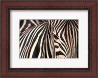 Framed Tight Portrait of Plains Zebra, Khwai River, Moremi Game Reserve, Botswana