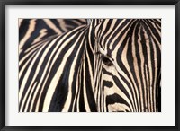 Framed Tight Portrait of Plains Zebra, Khwai River, Moremi Game Reserve, Botswana