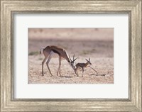 Framed Springbok Mother Helps Newborn, Kalahari Gemsbok National Park, South Africa