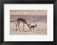 Framed Springbok Mother Helps Newborn, Kalahari Gemsbok National Park, South Africa