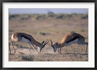 Framed Springbok Sparring, Etosha National Park, Namibia