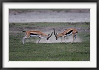 Framed Thomson's Gazelles Fighting, Tanzania