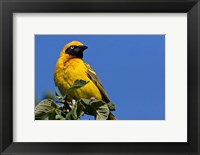 Framed Speke's Weaver, Tanzania