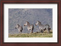 Framed Three Zebras Watch a Lion Approach, Tanzania