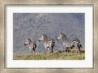 Framed Three Zebras Watch a Lion Approach, Tanzania