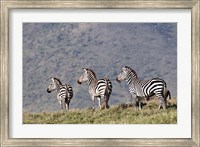Framed Three Zebras Watch a Lion Approach, Tanzania
