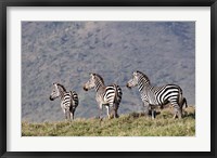 Framed Three Zebras Watch a Lion Approach, Tanzania