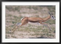 Framed Springbok Running Through Desert, Kgalagadi Transfrontier Park, South Africa