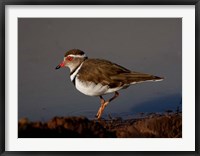 Framed Wading Threebanded Plover, South Africa