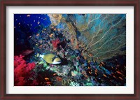 Framed Titan Triggerfish, Red Sea, Egypt
